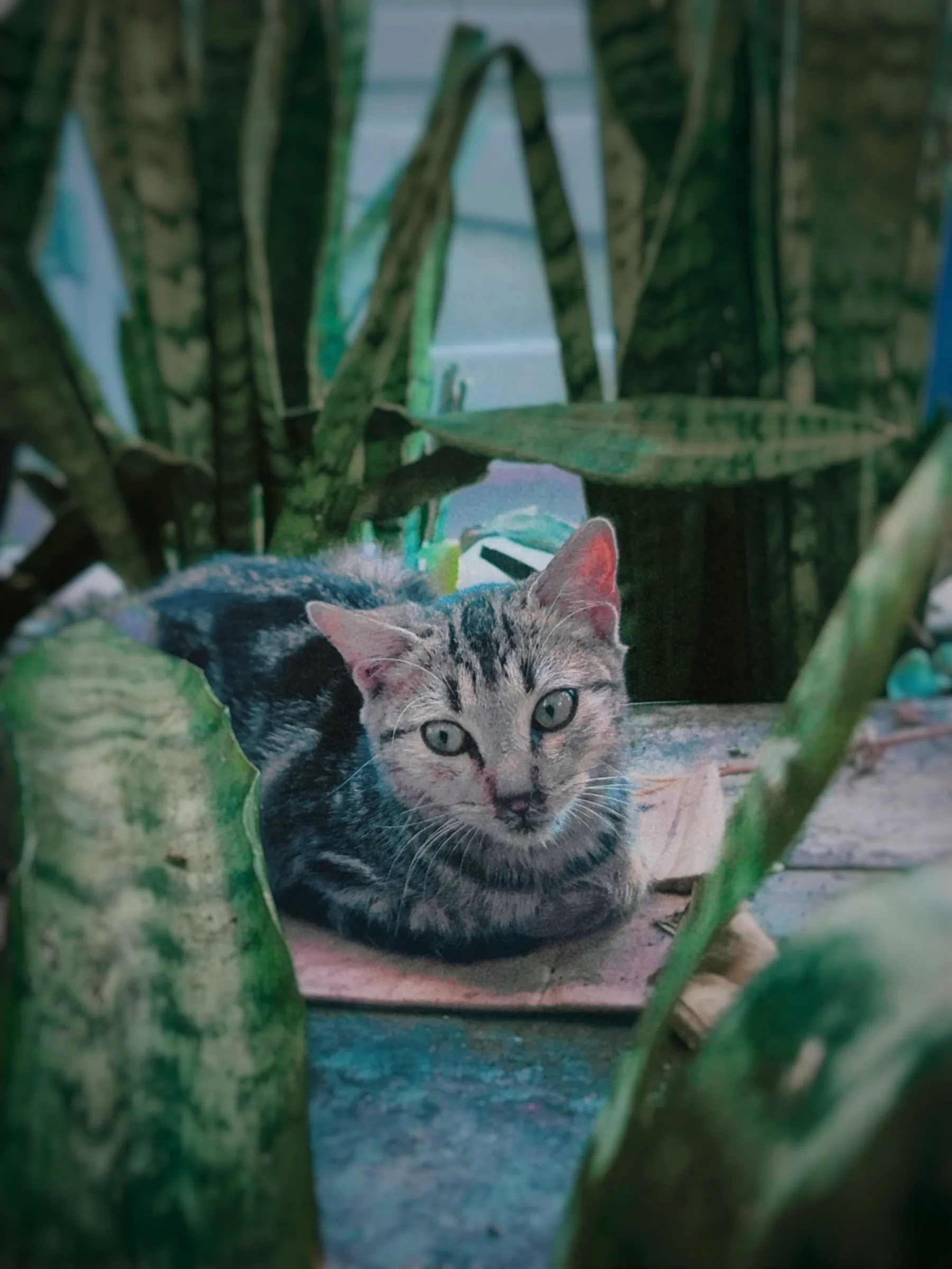Gato entre cactus y plantas