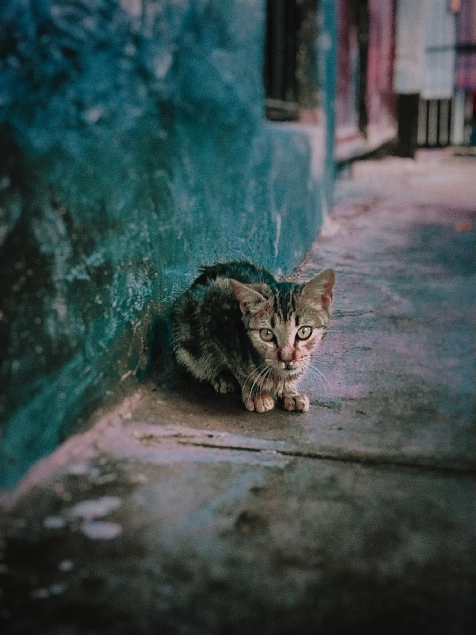 Gato callejero sentado en una vereda de pared verde
